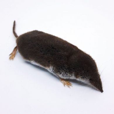 Gartenspitzmaus